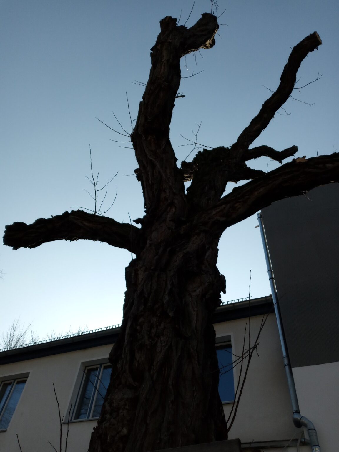 Geschnittener Baum1