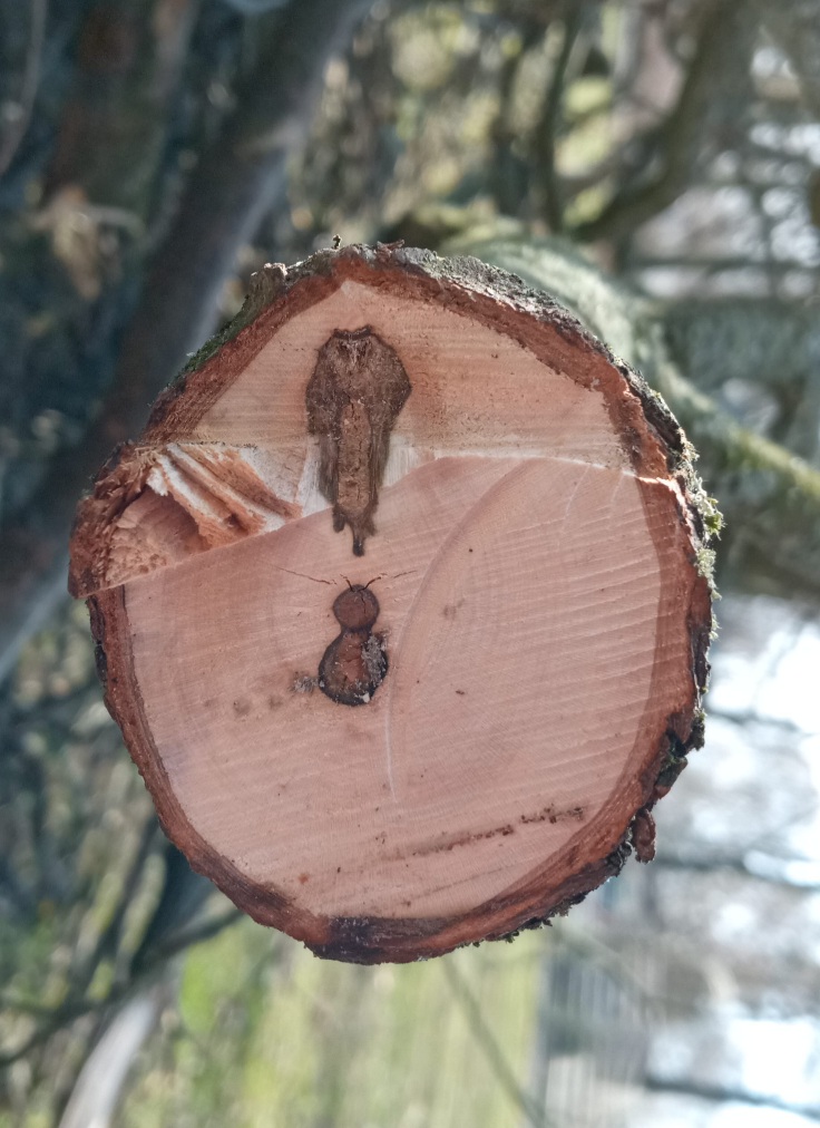 Abgeschnittener Ast1
