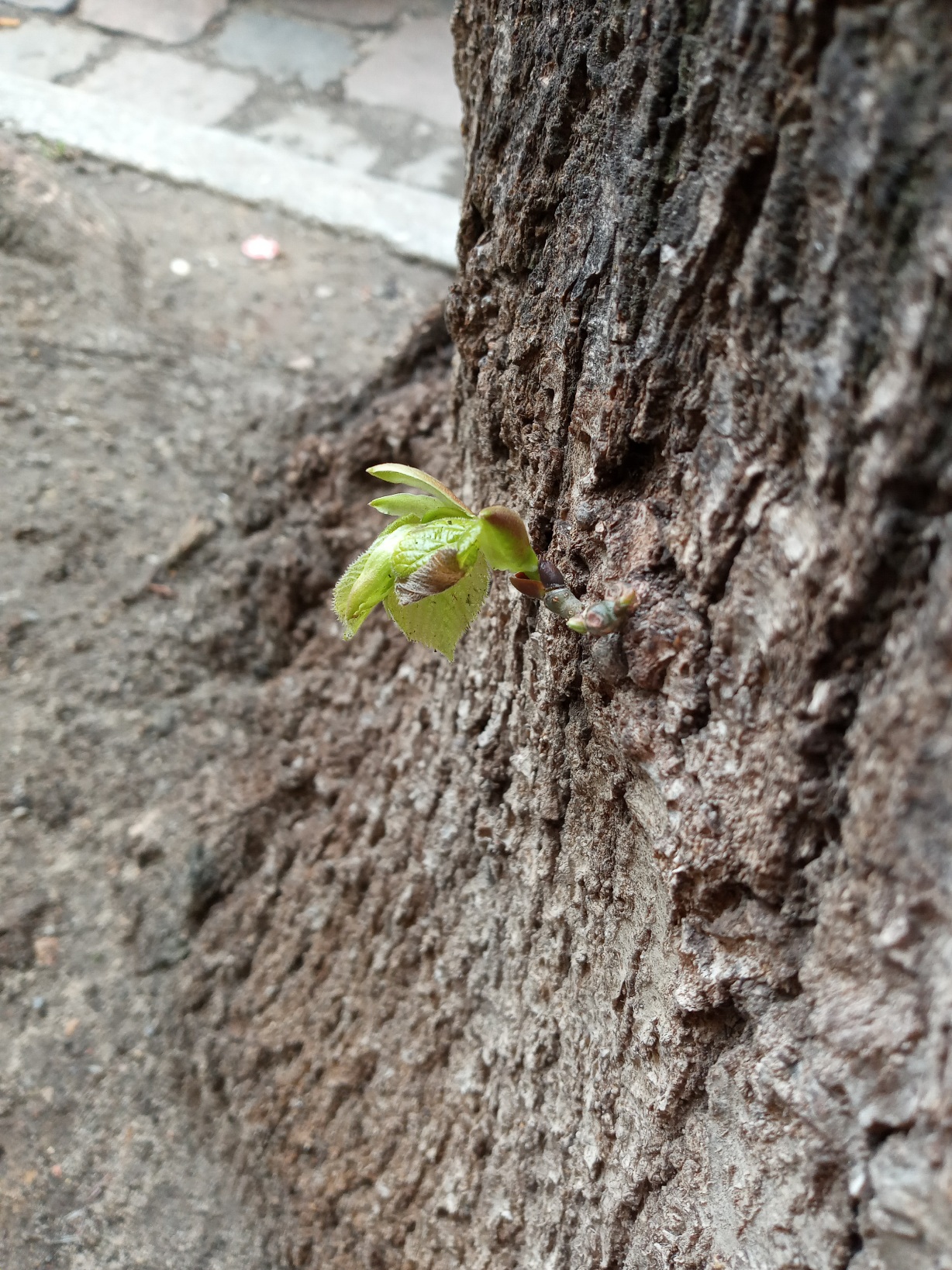 Baum1