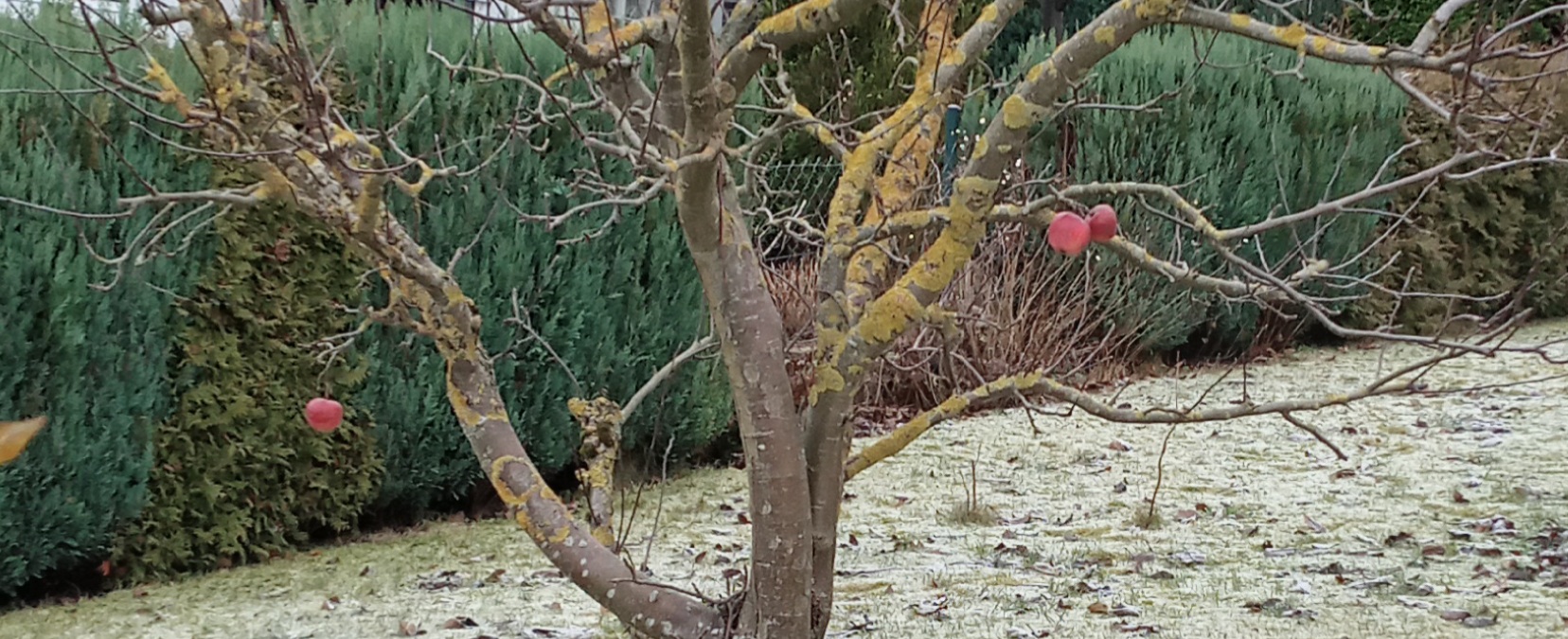 Apfelbaum im Winter