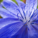 Blaue Blume