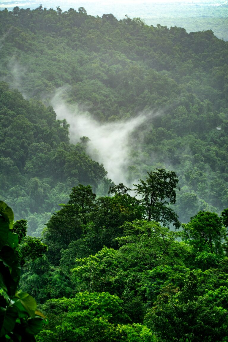 Wald mit Nebel