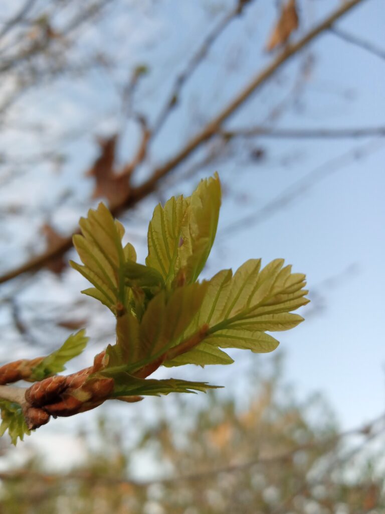 Frisches Eichenblatt