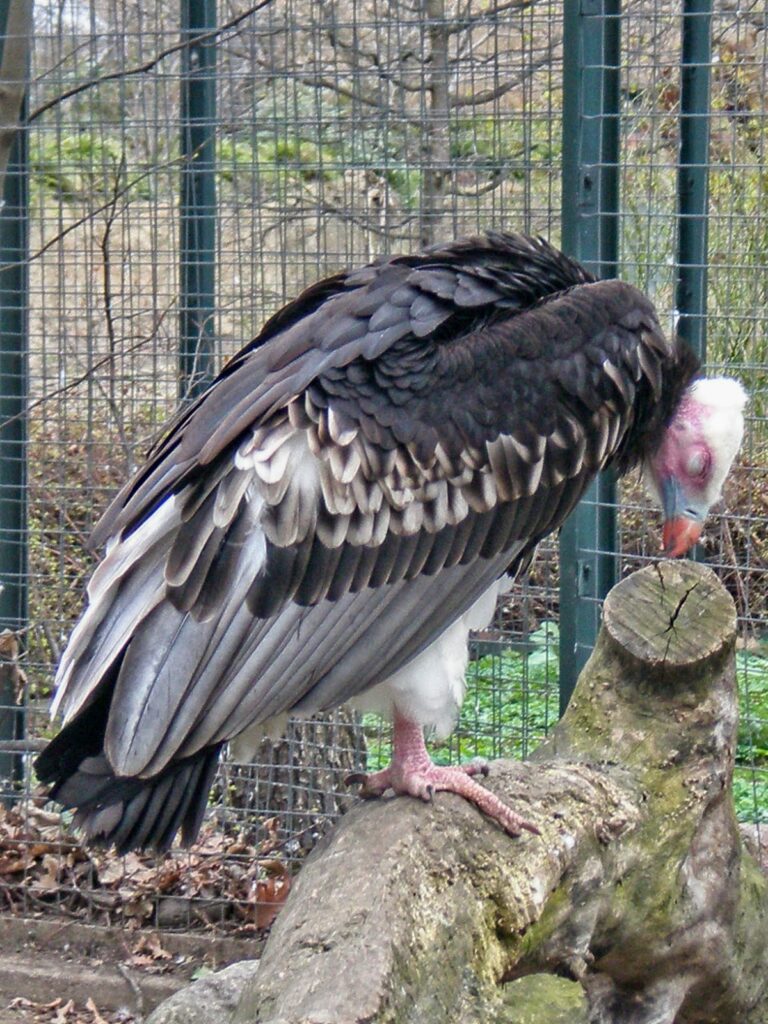 Geier im Zoo1