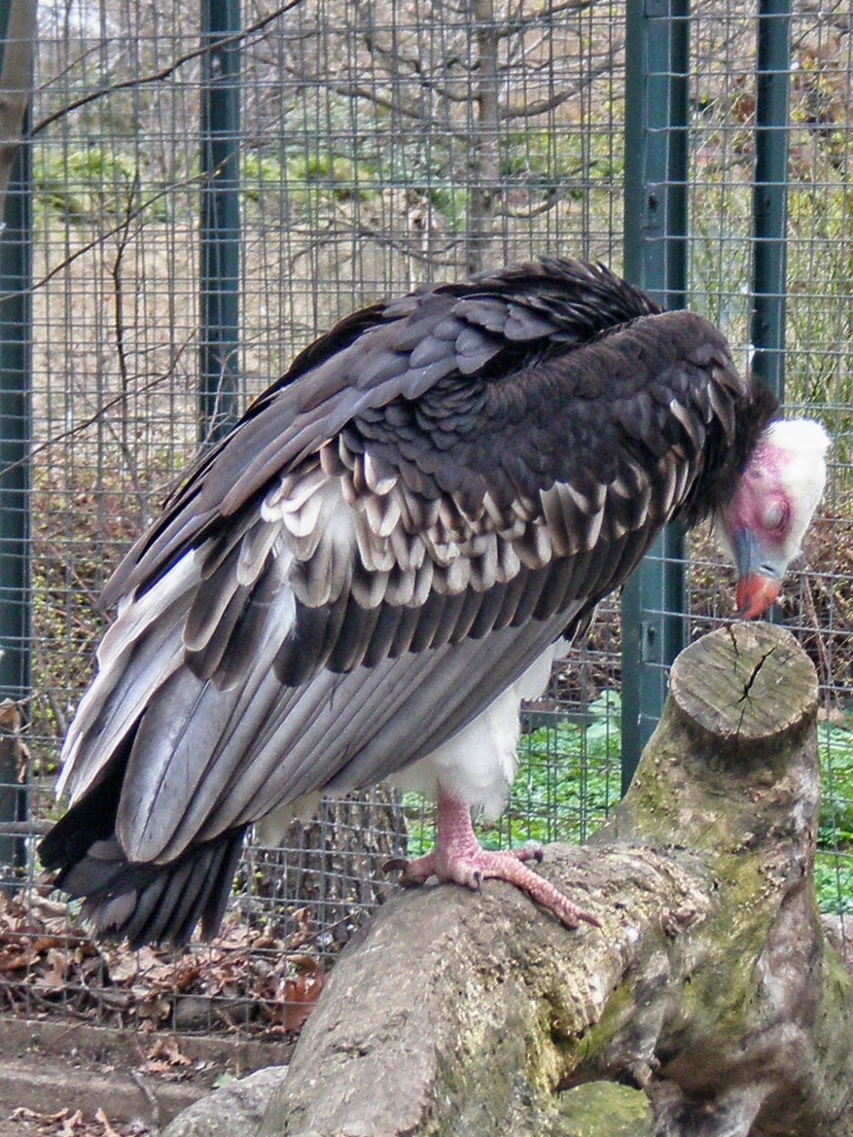 Geier im Zoo1